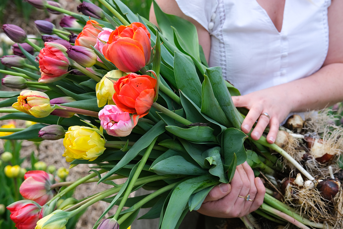 10 Tulip Facts With Putnam County's Heirloom Fresh Flowers, image size:1200x800