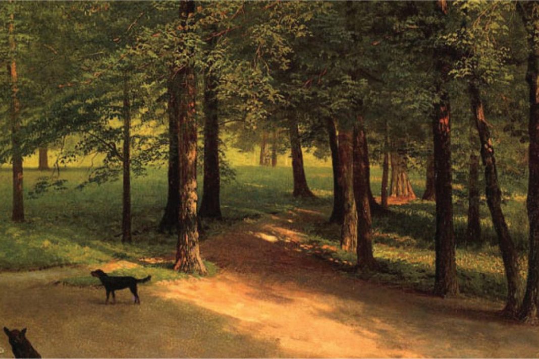 woods