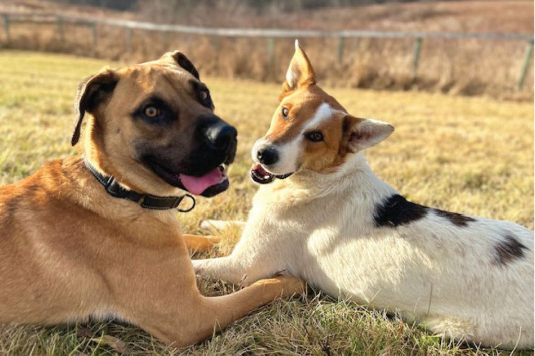 Hudson Paws dogs