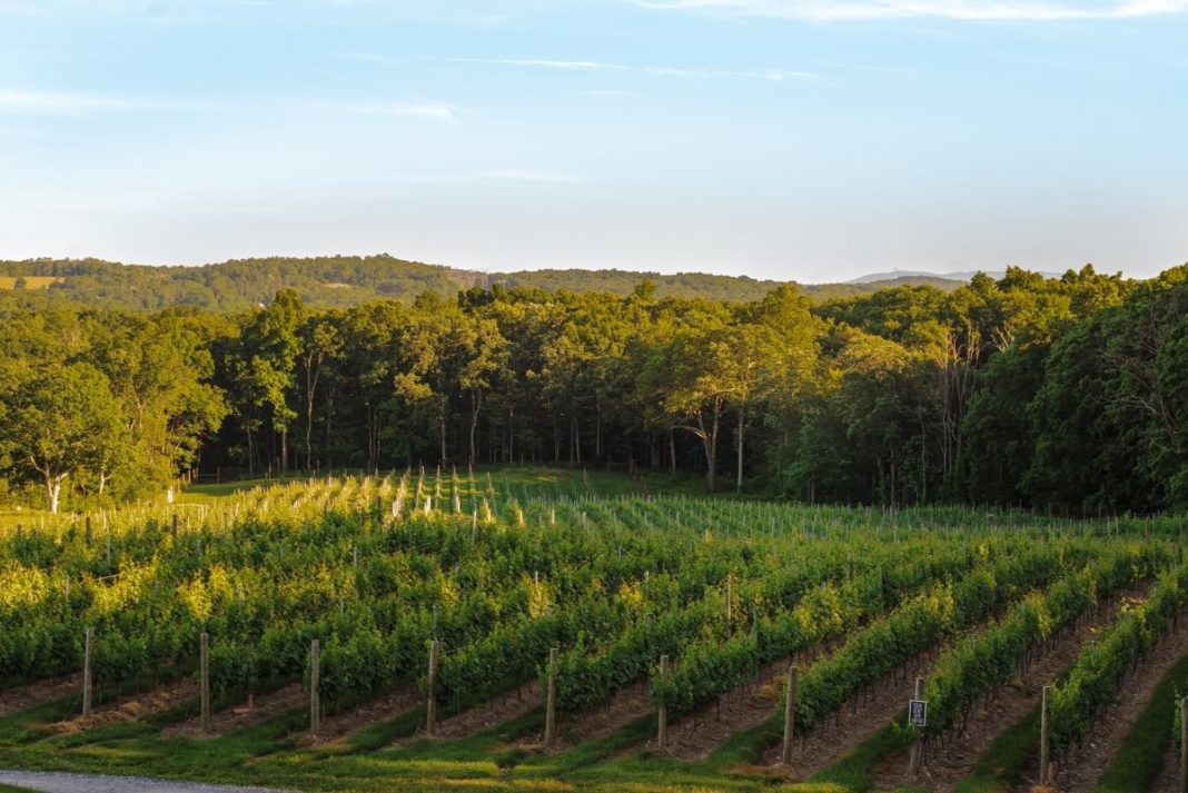 summer winery events