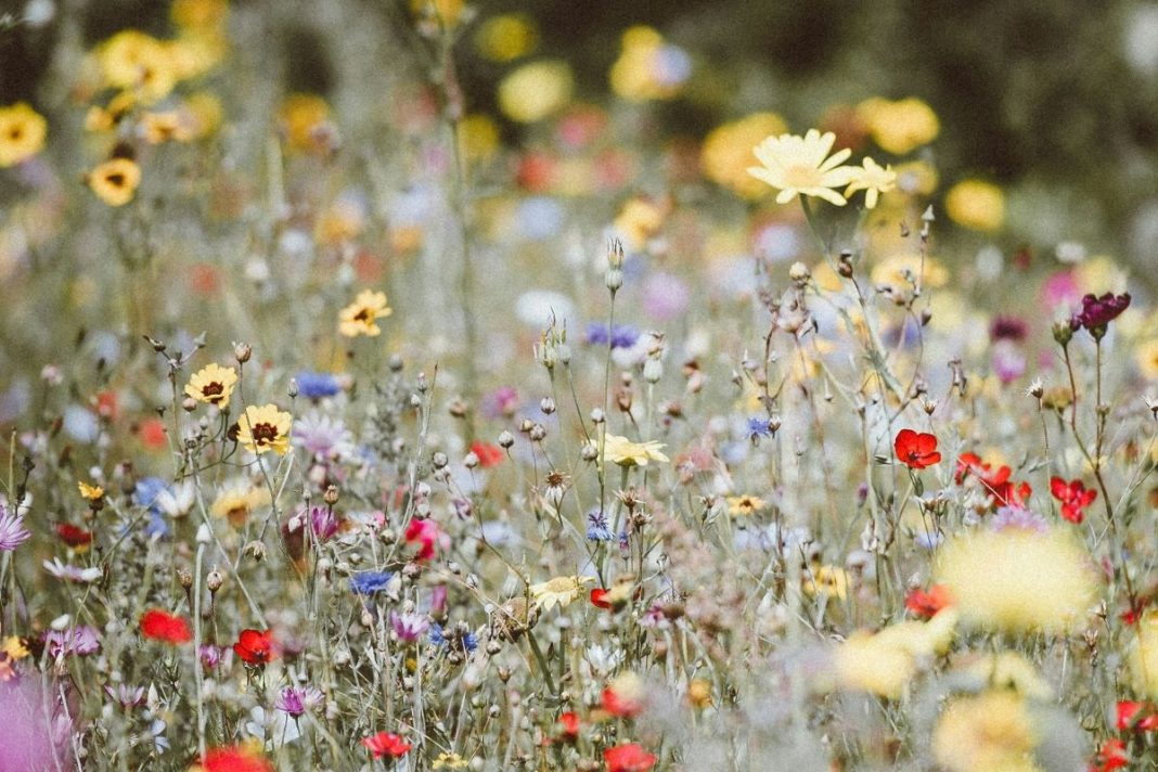 sweet flower farm