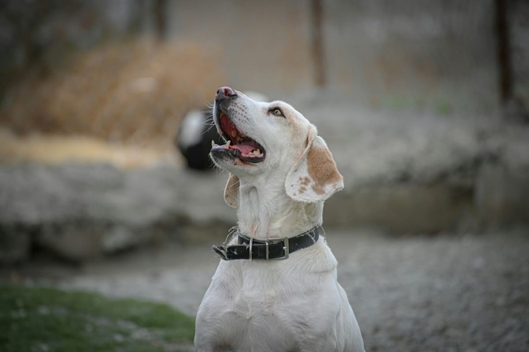Animal Rescue Centers to Visit in the Hudson Valley
