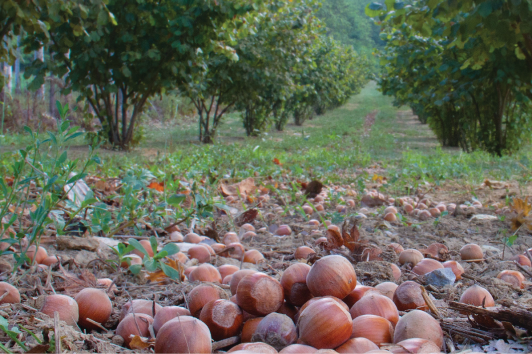 Nut Trees Are Growing in Popularity Among Hudson Valley Farmers