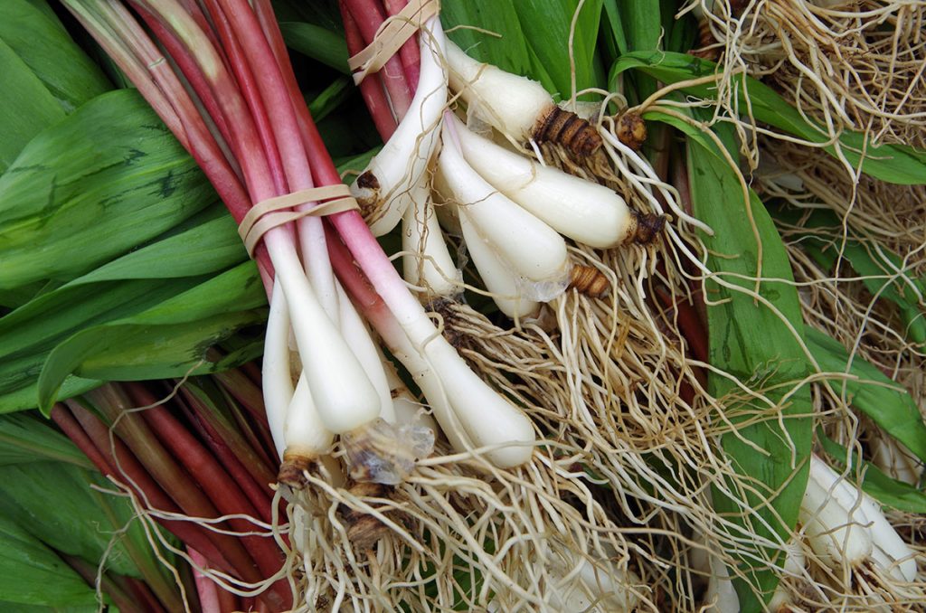 What to Do With Spring’s Foraged Ingredients in the Hudson Valley