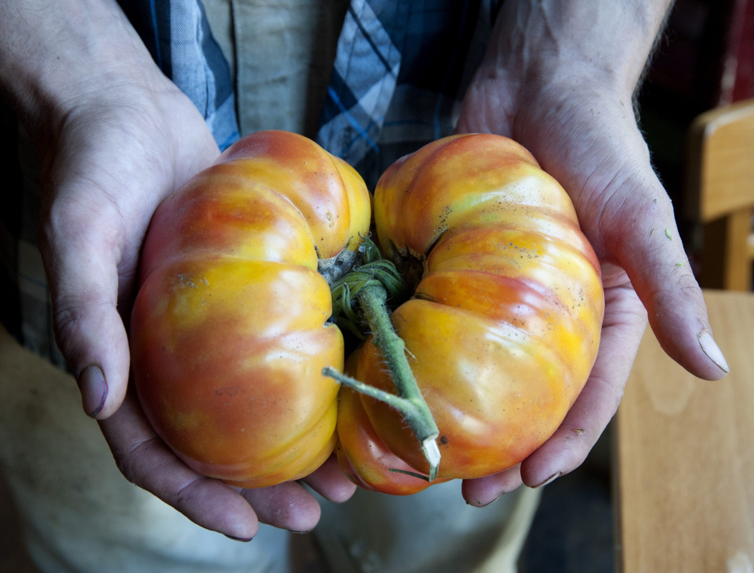 Tomator Tomatoes