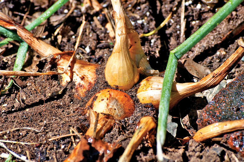 All You Need to Know About Potato Onions (And How to Cook Them)