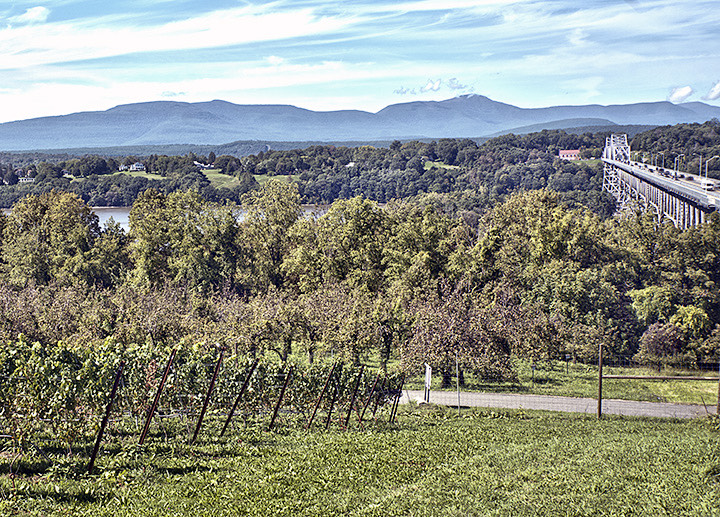 whitecliff vineyard at hudson