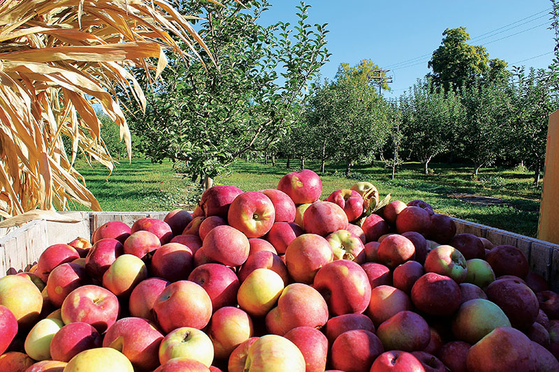 ApplePicking Season Begins Festivals, Orchards, and More