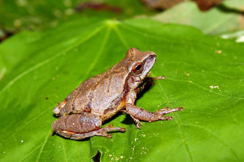 Signs of Spring in the Valley: Spring Animals