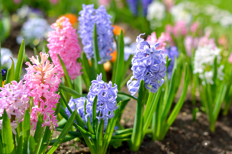 Here's When to Plant Bulbs for Spring in the Hudson Valley
