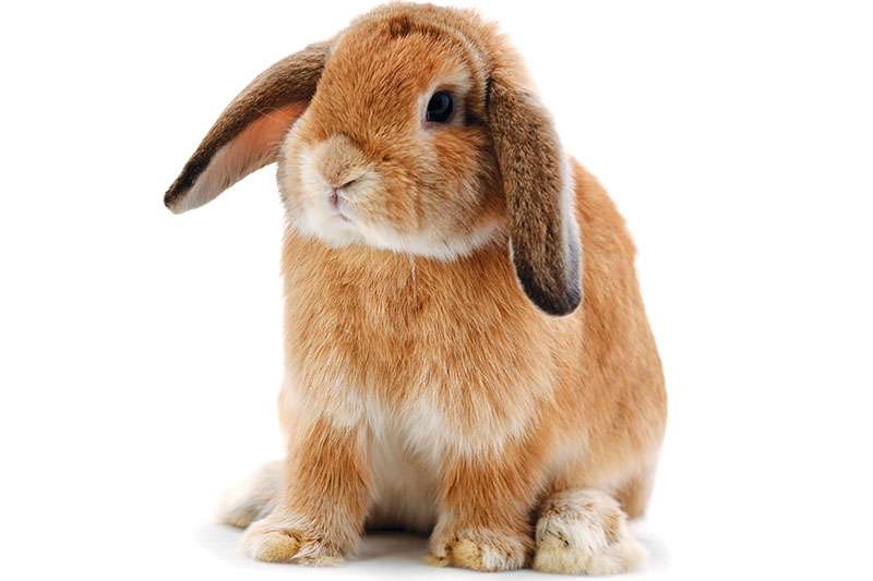 The Pros and Cons of Owning Five Unconventional Pets