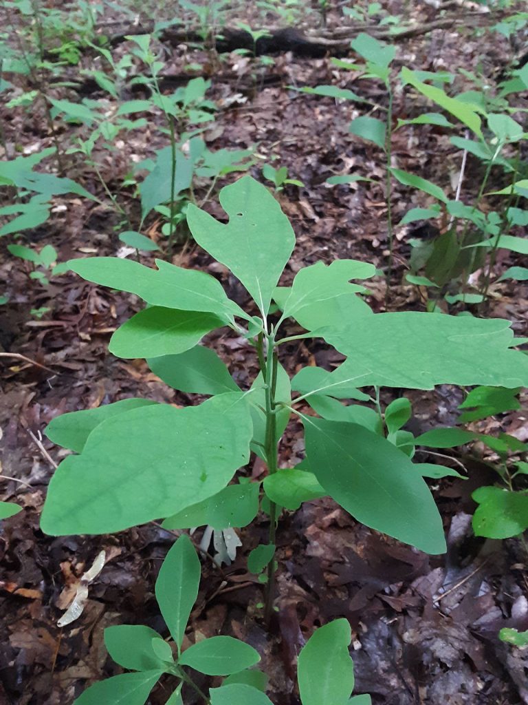 Deep Forest Wild Edible Forages in the Hudson Valley