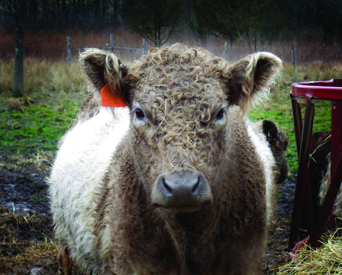 What's Your Beef?